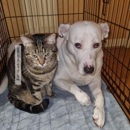 Photo 1/1 Chat retrouvé Perdu à Saint Jean Le Blanc