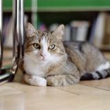 Photo de chat perdu à Zurich