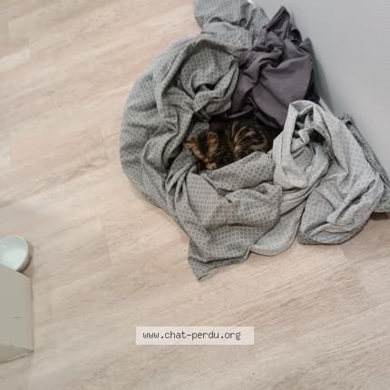 Photo de chat trouvé à L Avit
