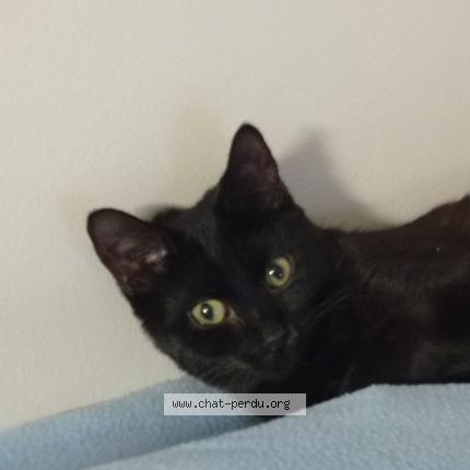 Photo de chat perdu à Duniere Sur Eyrieux