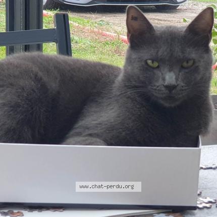 Photo de chat perdu à Toulouse Saint Martin Du Touch