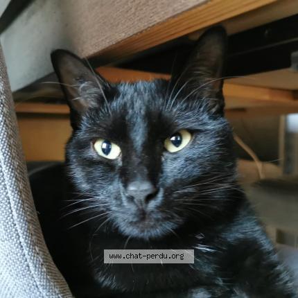 Photo 1/1 Chat retrouvé Perdu à Toulouse 31