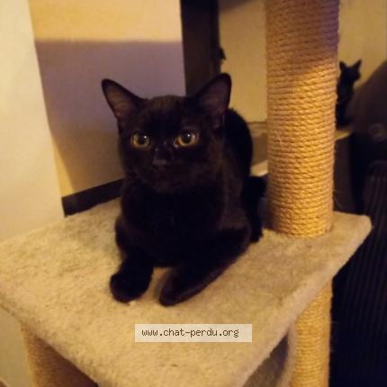 Photo de chat perdu à Garnay