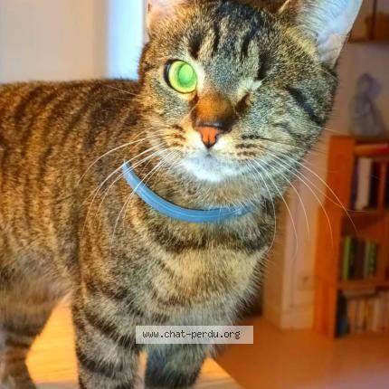 Photo de chat perdu à Charleville Mezieres