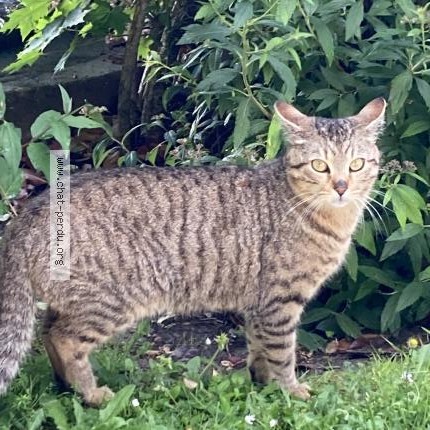 Photo de chat trouvé à Elancourt
