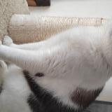 Photo de chat perdu à Athis Mons