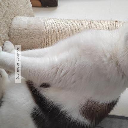 Photo 1/3 Chat retrouvé Perdu à Athis mons