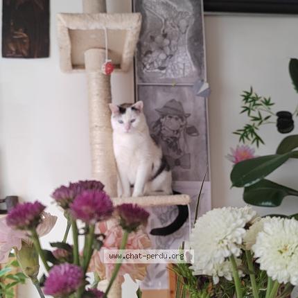 Photo 2/3 Chat retrouvé Perdu à Athis mons