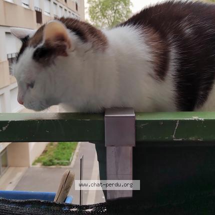 Photo 3/3 Chat retrouvé Perdu à Athis mons