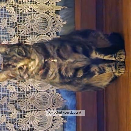 Photo de chat perdu à Gerzat