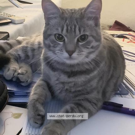 Photo 1/1 YUNA Chat perdu à Ludes