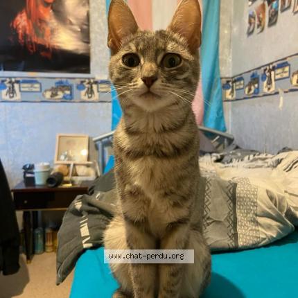 Photo de chat perdu à Lyon