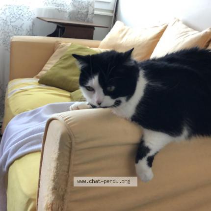 Photo de chat perdu à Clermont Ferrand
