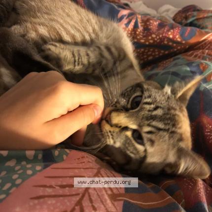 Photo de chat perdu à Saint Christophe Du Ligneron