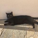 Photo de chat perdu à Velizy Villacoublay