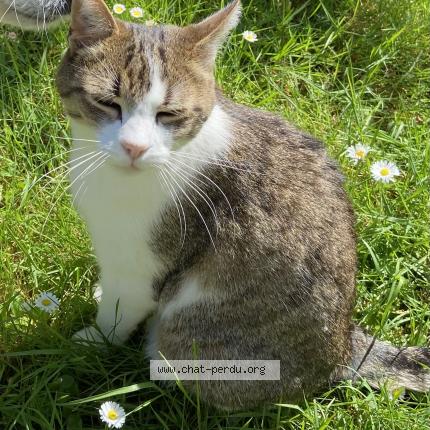 Photo de chat perdu à Avrille