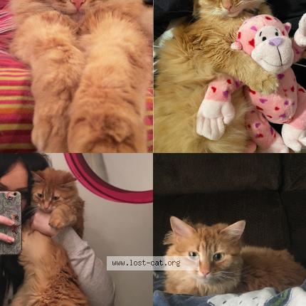 Photo 1/1 Kenny Chat perdu à Kitchener