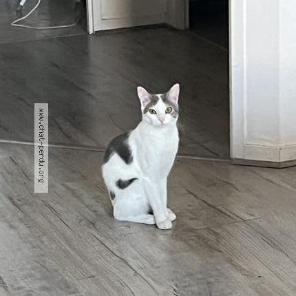 Photo 1/1 Chat retrouvé Perdu à Villeurbanne