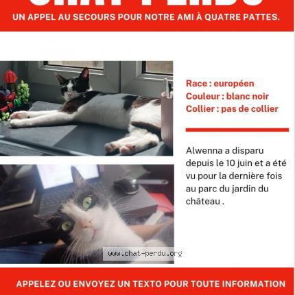 Photo 1/1 Alwenna Chat perdu à Pau