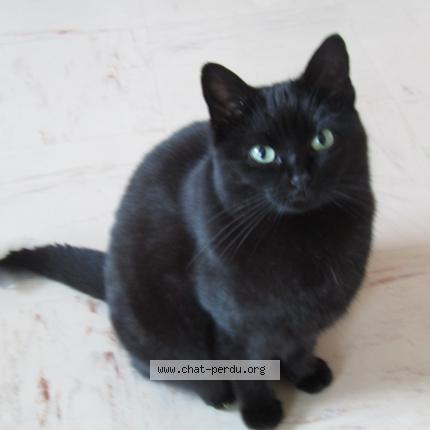 Photo 1/1 minette Chat perdu à Gargenville