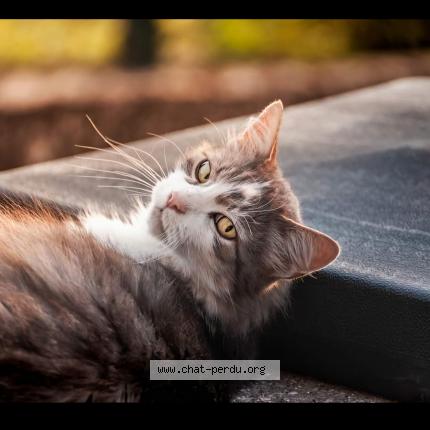 Photo 1/1 Milo Chat perdu à Saint marcet