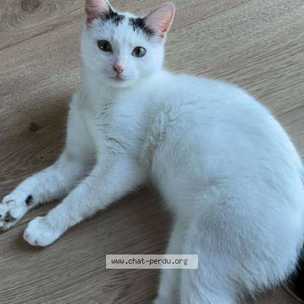 Photo 1/1 Chat retrouvé Perdu à Rennes