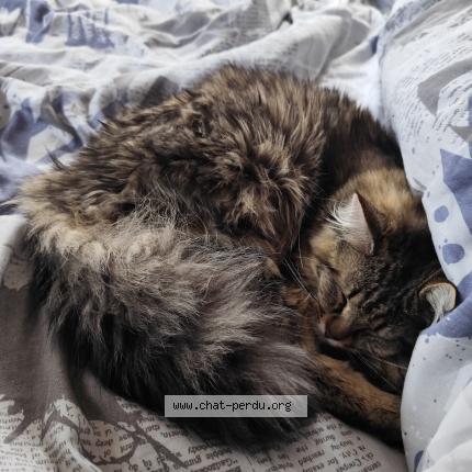 Photo de chat perdu à Nueil Les Aubiers