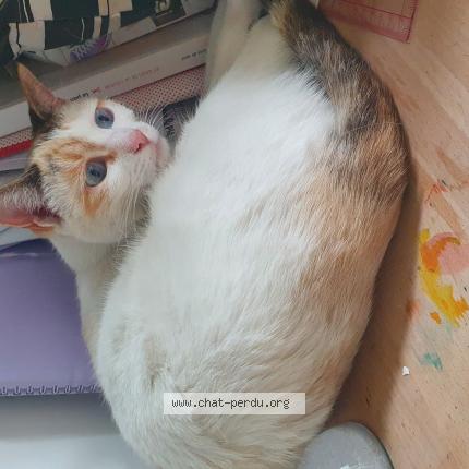 Photo 1/1 Chat retrouvé Perdu à Treillieres