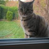 Photo de chat perdu à La Boisse