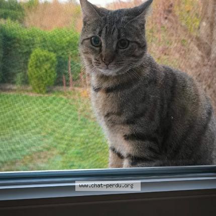 Photo 1/1 Chat retrouvé Perdu à La Boisse
