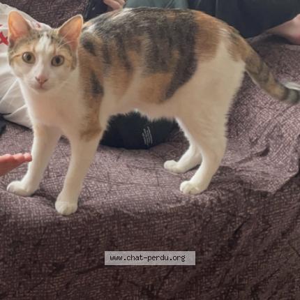Photo 1/1 Minnie Chat perdu à Saint etienne