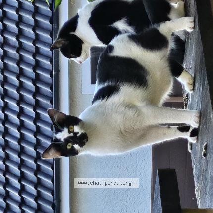 Photo 1/1 Chat retrouvé Perdu à Villiers Sur Marne