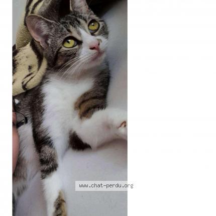 Photo de chat perdu à Ardentes