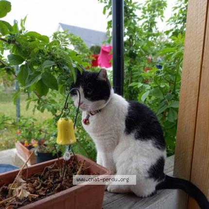 Photo de chat perdu à Basse Ham