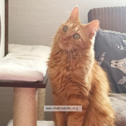 Photo de chat perdu à Villenave D Ornon
