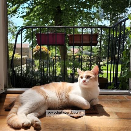 Photo 1/1 Chat retrouvé Perdu à Avranches