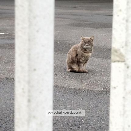 Photo de chat trouvé à Bussy Saint Georges