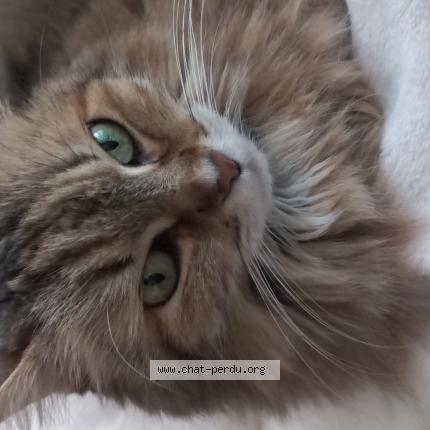 Photo de chat perdu à Saint Leu La Foret 95320