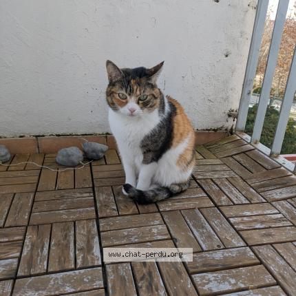 Photo de chat perdu à Toulouse