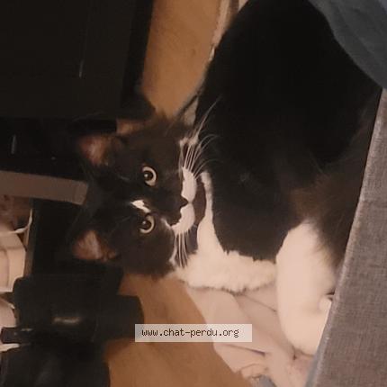 Photo 1/1 Neko Chat perdu à Marseolle