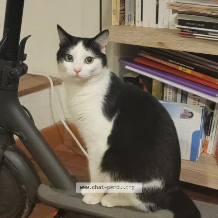 Photo de chat perdu à Montpellier