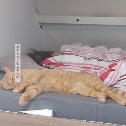 Photo de chat perdu à Honfleur