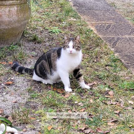 Photo 1/1 Chat retrouvé Perdu à Gujan Mestras