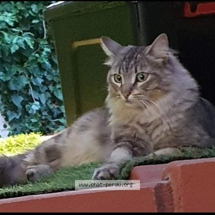 Photo 1/1 tigri Chat perdu à La ville du bois