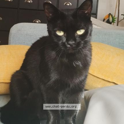 Photo 1/1 Chat retrouvé Perdu à Fleury Les Aubrais