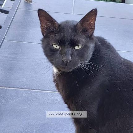Photo de chat perdu à Villers Franqueux