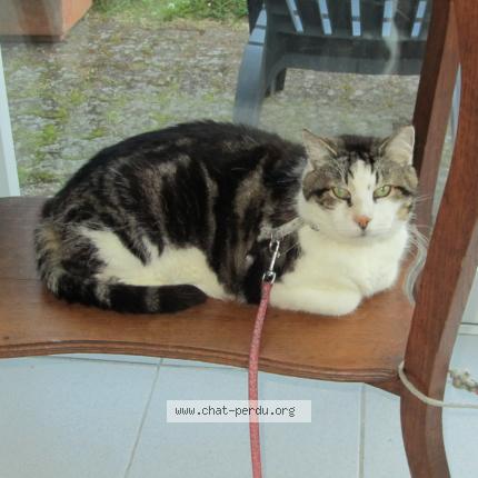 Photo de chat perdu à Oye Plage