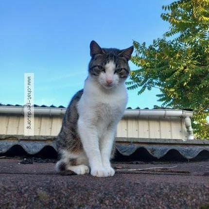 Photo 1/2 Chat retrouvé Trouvé à Compiegne