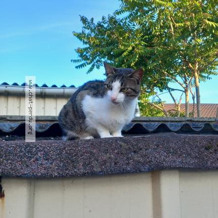 Photo 2/2 Chat retrouvé Trouvé à Compiegne