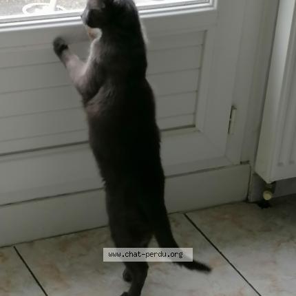 Photo de chat perdu à Limoges